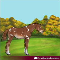 Horse Color:White Spotted Chestnut Tobiano 
