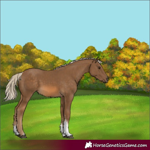 Horse Color:Unknown 