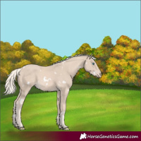 Horse Color:White Spotted Cremello
