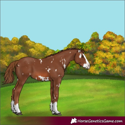 Horse Color:White Spotted Chestnut Splash 