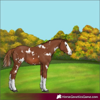 Horse Color:White Spotted Chestnut Splash