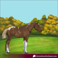 Horse Color:Chocolate Palomino Tobiano 