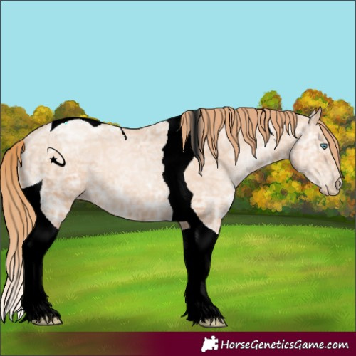 Horse Color:Gold Champagne Ice Pearl Tobiano 