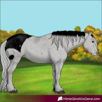 Horse Color:ERROR: UNKNOWN ANOMALY