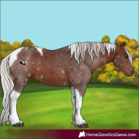 Horse Color:Silver Brown Tobiano