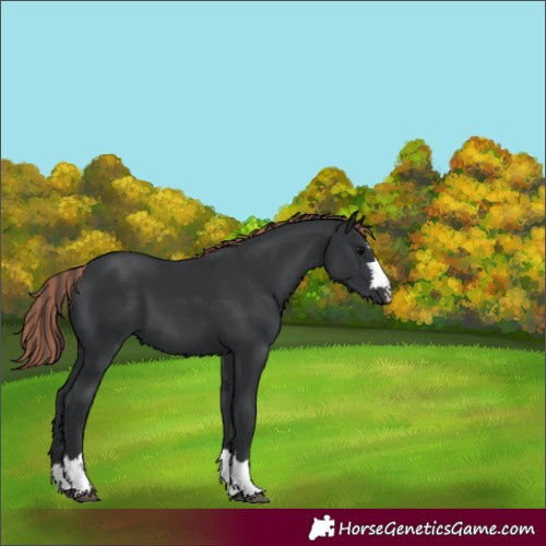 Horse Color:Unknown 