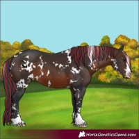 Horse Color:Painted White Spotted Brown
