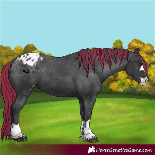 Horse Color:Painted Black Appaloosa 