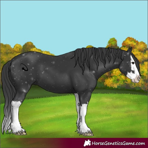 Horse Color:Black Splash