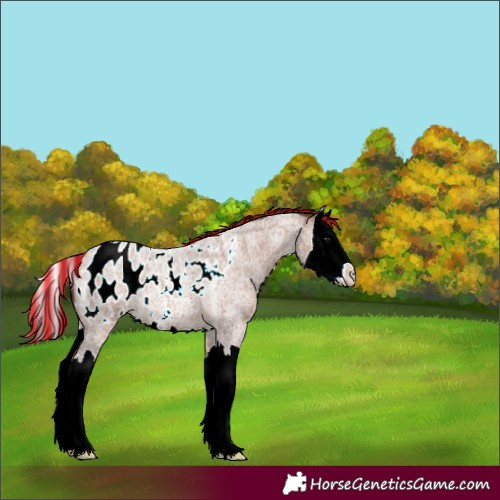 Horse Color:Unknown 