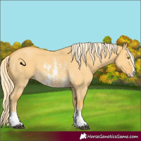 Horse Color:Palomino Dun Sabino