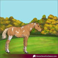 Horse Color:White Spotted Palomino 
