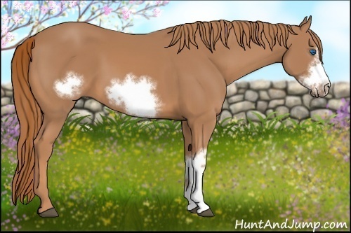 Horse Color:Chestnut Frame 