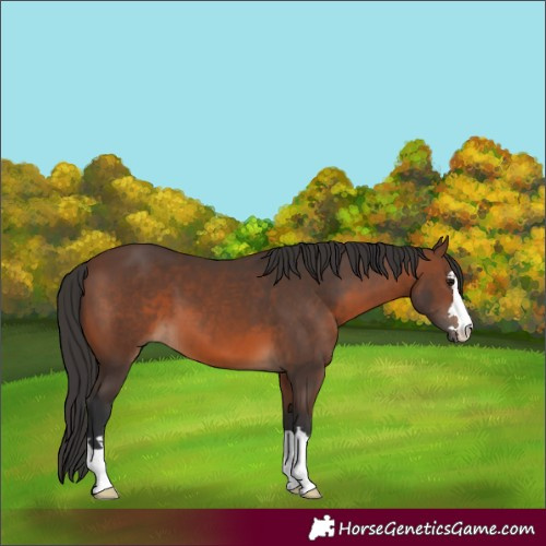 Horse Color:Brown 