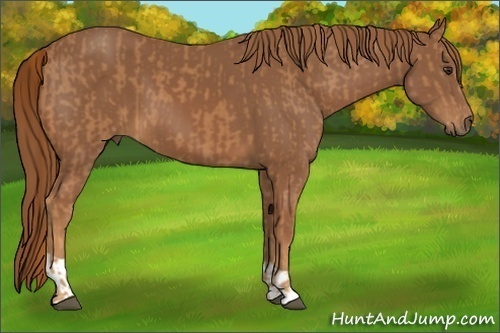 Horse Color:Chestnut  and Chestnut 