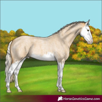 Horse Color:Palomino Roan Dun Splash 