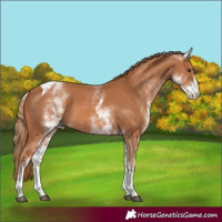 Horse Color:White Spotted Chestnut Tobiano
