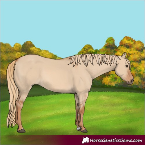 Horse Color:Red Dun 