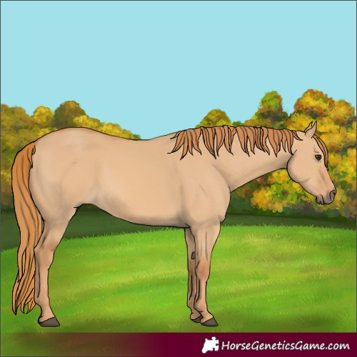 Horse Color:Red Dun 