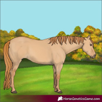 Horse Color:Red Dun 
