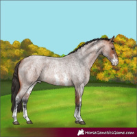 Horse Color:Bay Roan Sabino Rabicano 