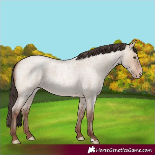 Horse Color:Sable Champagne Roan Dun 