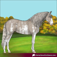 Horse Color:Silver Smoky Grullo Sabino 