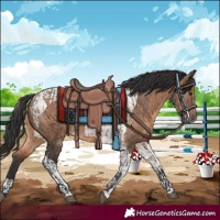 Horse Color:Brown Dun  and Brown Dun Tobiano 