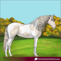 Horse Color:Smoky Creme Tobiano 