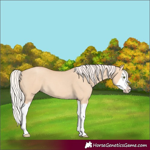 Horse Color:Silver Classic Champagne Dun Splash Frame 