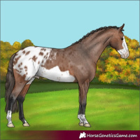 Horse Color:Bay Frame Appaloosa 