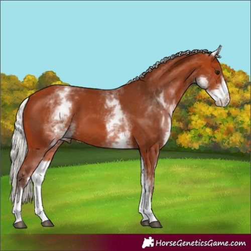 Horse Color:White Spotted Silver Bay 