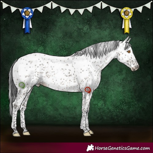 Horse Color:Grullo Sabino Rabicano Brindle 