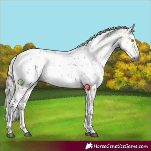 Horse Color:Gray Silver Buckskin Dun Sabino Brindle 