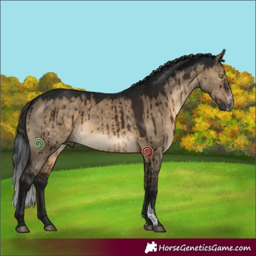 Horse Color:Gray Brown Dun Sabino Brindle 