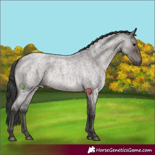 Horse Color:Grullo Roan Rabicano 