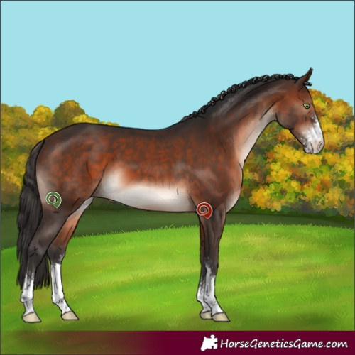 Horse Color:Brown Mushroom Sabino 