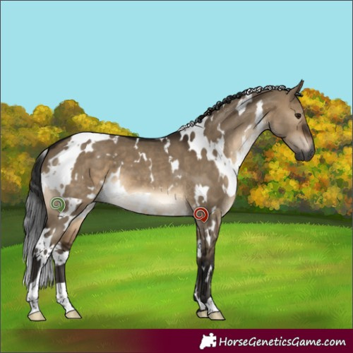 Horse Color:Gray White Spotted Brown Dun 