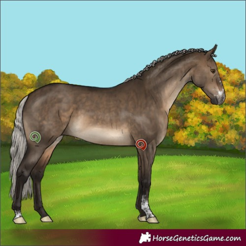 Horse Color:Gray Silver Brown Dun Sabino Brindle 
