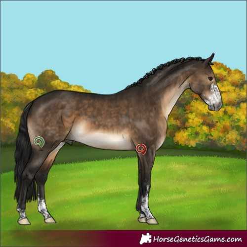 Horse Color:Gray Brown Dun Sabino Brindle 
