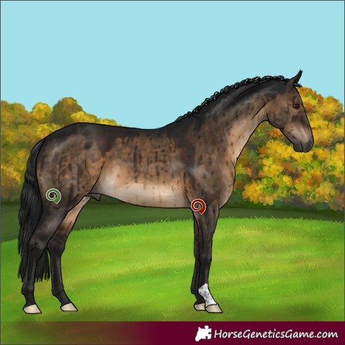 Horse Color:Gray Brown Dun Brindle 
