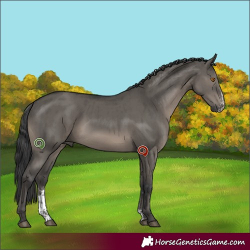 Horse Color:Grullo Sabino Brindle 
