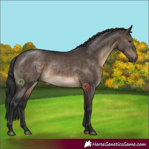 Horse Color:Brown Dun 
