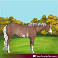 Horse Color:Silver Black Rabicano 
