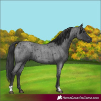 Horse Color:Blue Roan