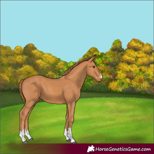 Horse Color:Chestnut 
