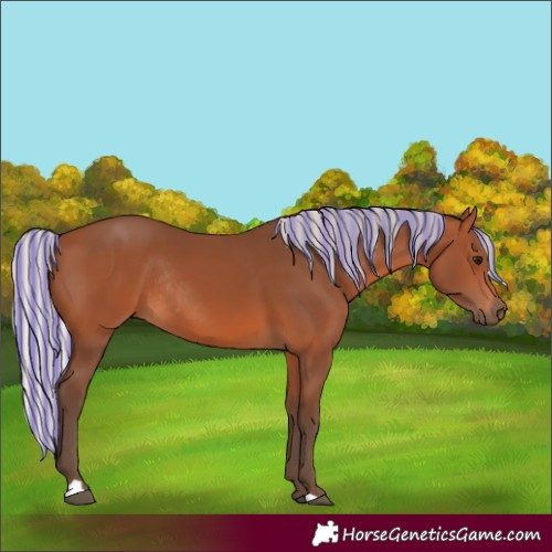 Horse Color:Painted Silver Brown Rabicano