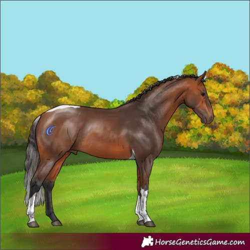 Horse Color:Bay Tobiano Rabicano 