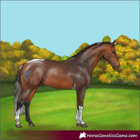 Horse Color:Bay Tobiano Rabicano 