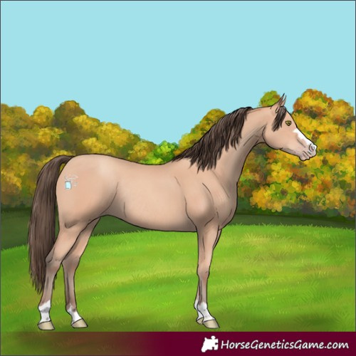 Horse Color:Amber Champagne Rabicano 